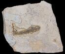 Permian Branchiosaur (Amphibian) Fossil - Germany #63601-1